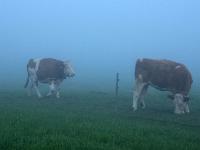 Rinder auf der Weide